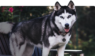 Husky Breed